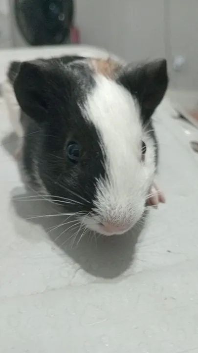 Porquinho da índia  - Foto 2