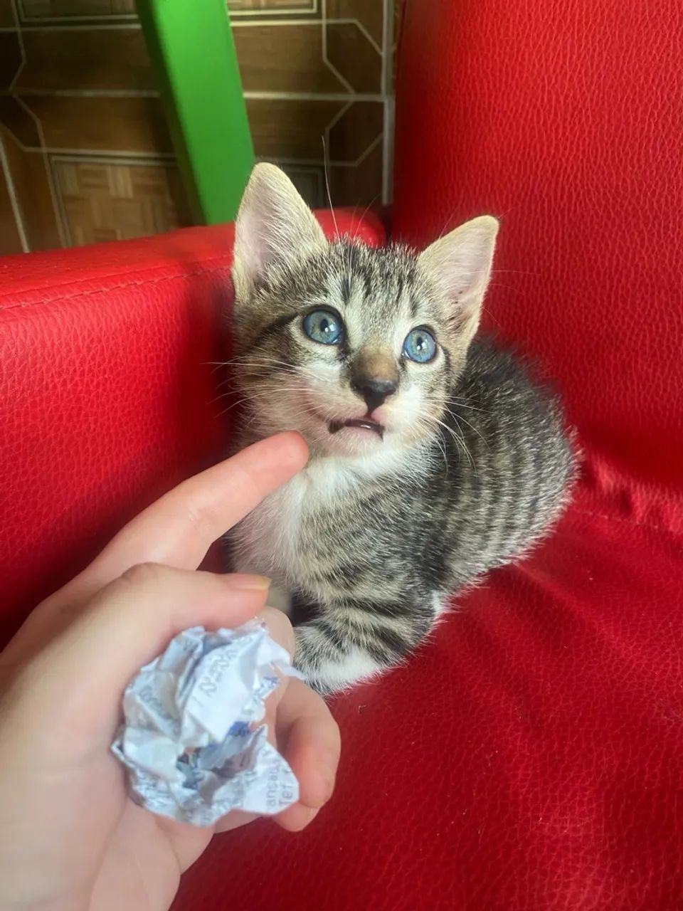 Linda gatinha bebê de olhos cinza 