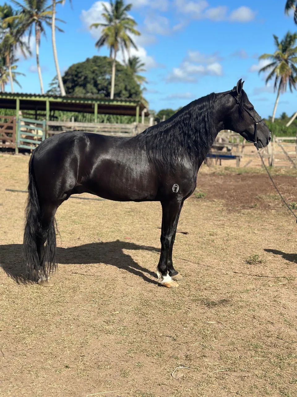 Cavalo mangalarga  - Foto 2