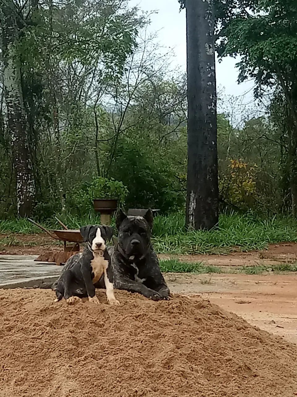 Filhotes de PRESA CANÁRIO!  - Foto 4