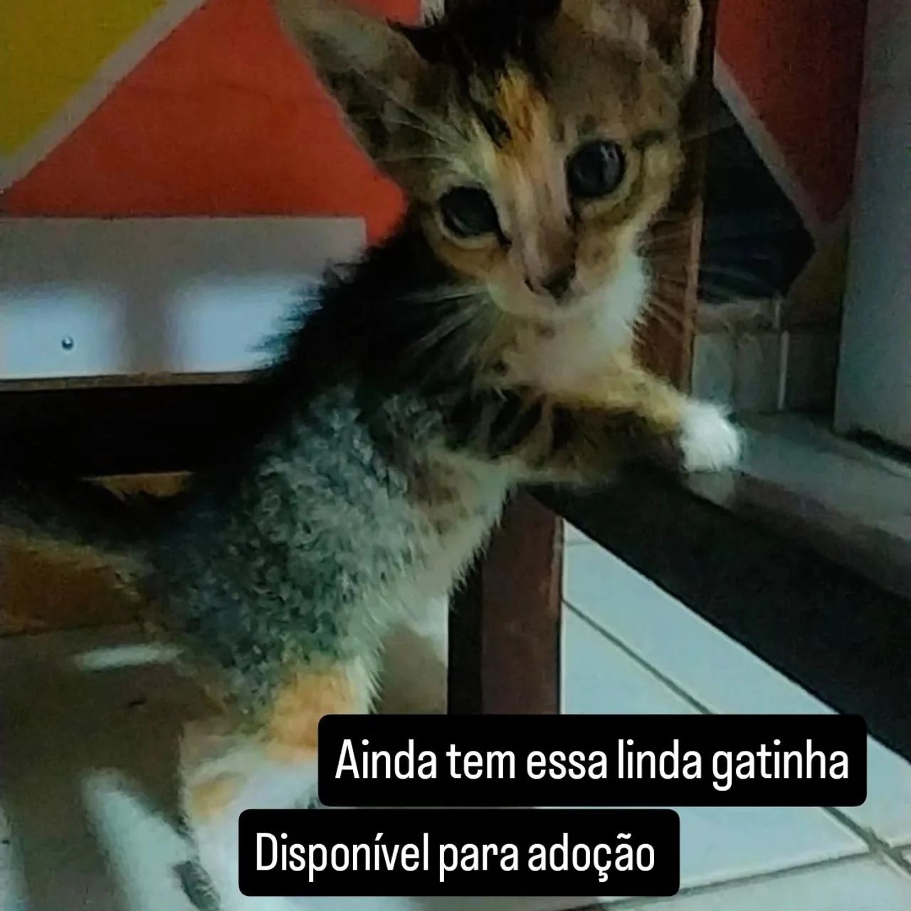 Gatinha filhote para adoção - Foto 2