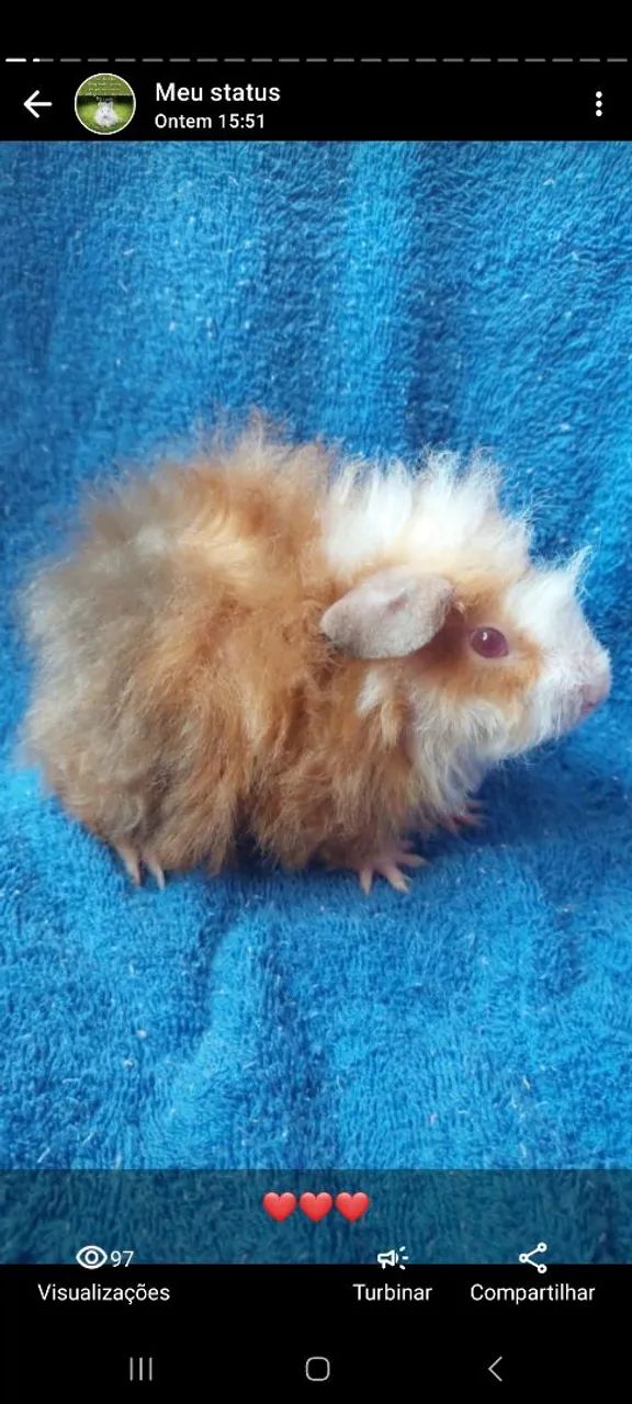 Porquinho da india raça alpaca - Foto 3