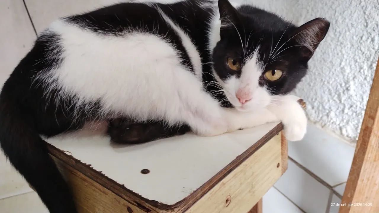 Gata Frajola Castrada Para Adoção Responsável  - Foto 3