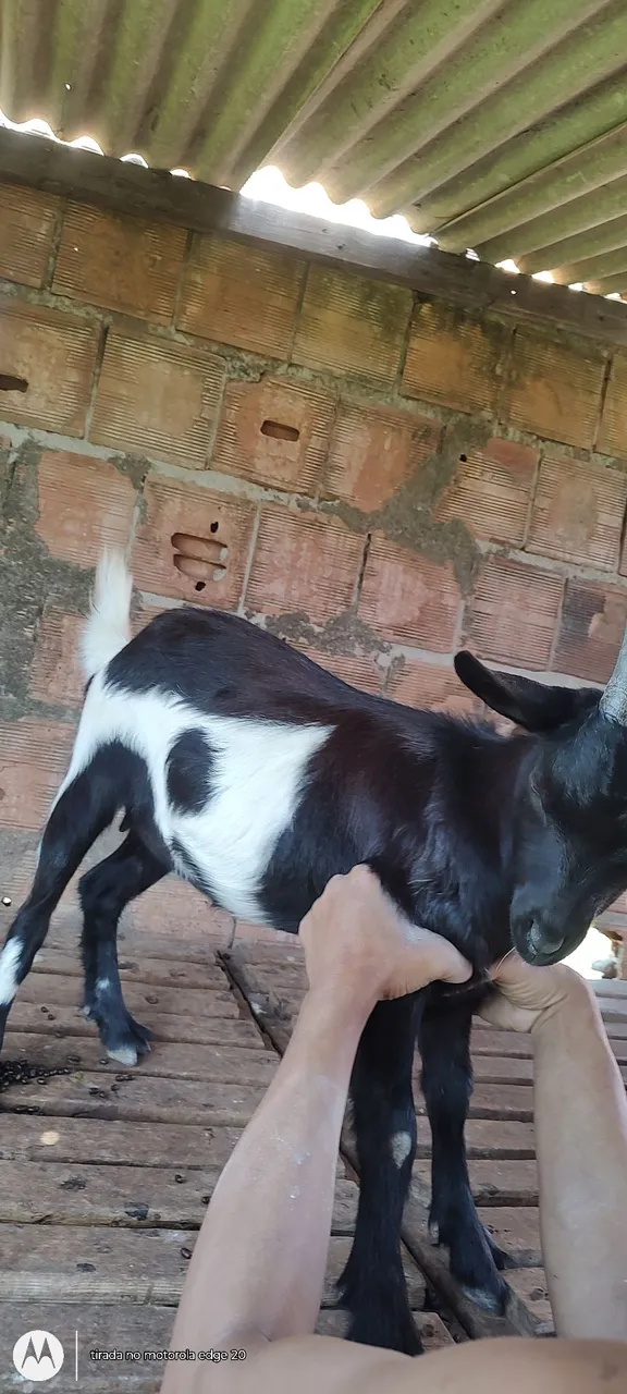 Mini cabras