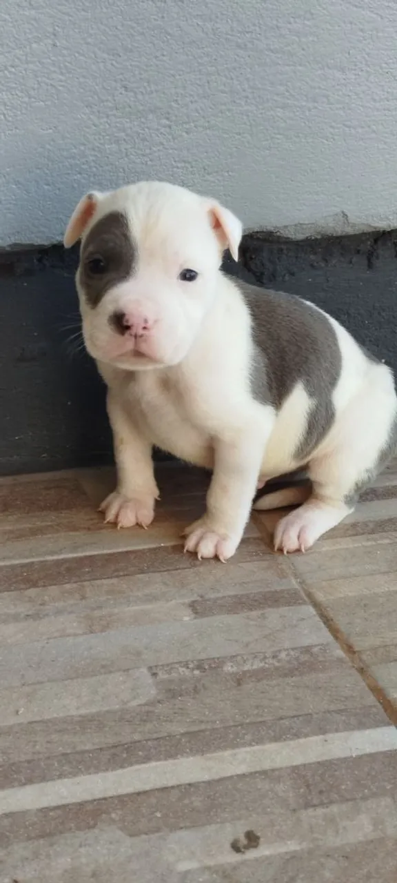 Filhote de Pitbull disponível PROMOÇÃO SÓ HOJE
