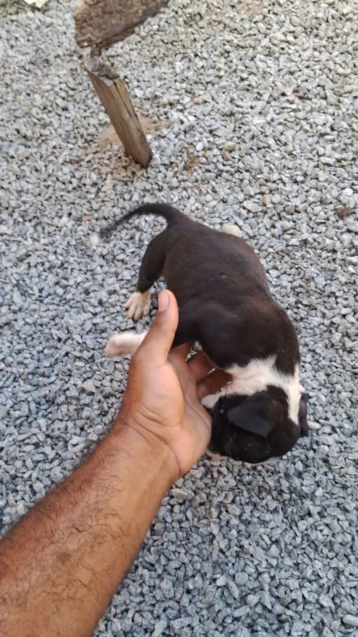 Filhote de Pitbull