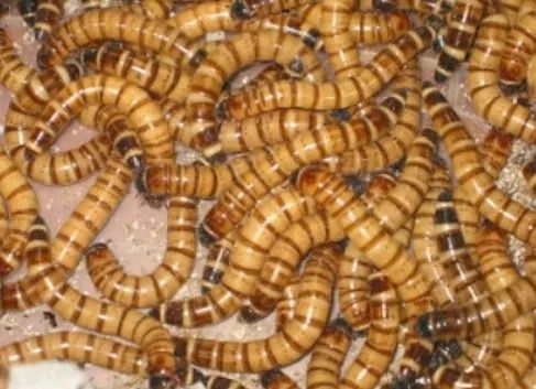 Larvas Vivas Gigantes de Tenébrios Zoophoba  - Foto 3