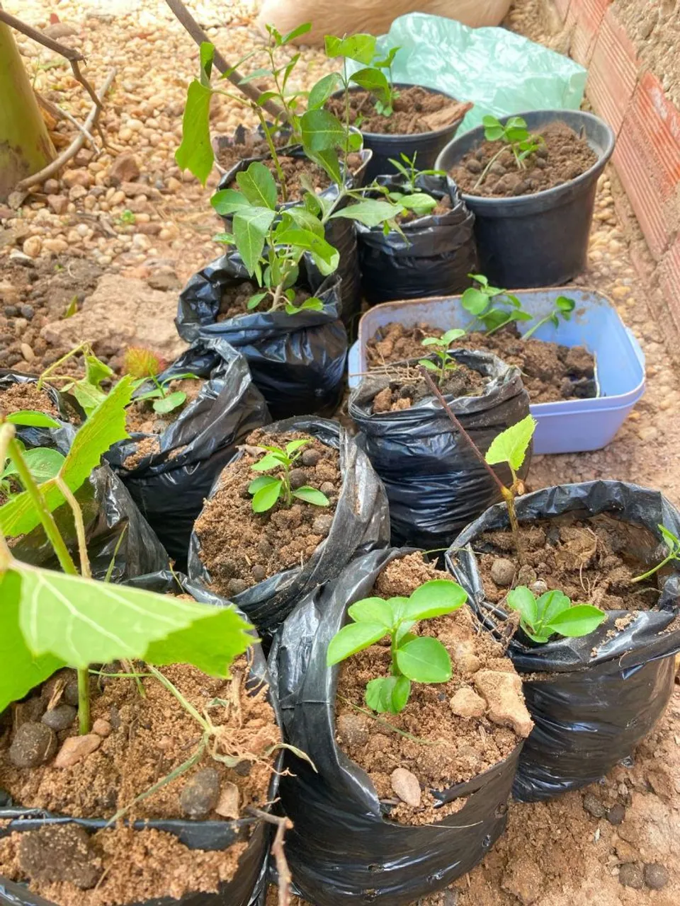 Plantas em vasos para venda