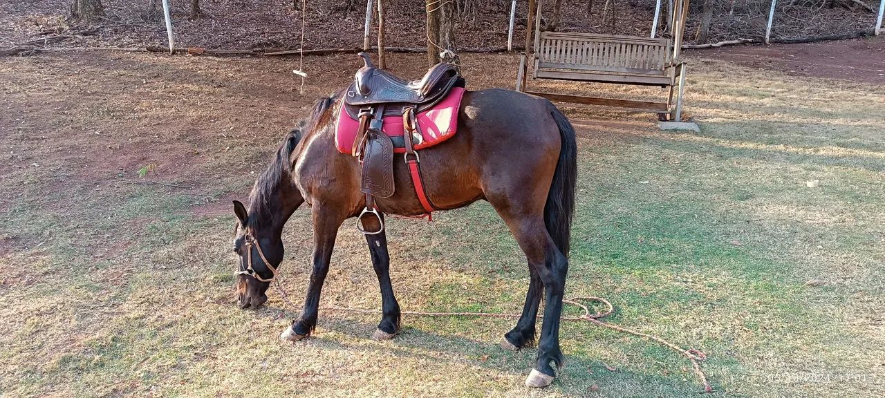 Manga longa castrado 