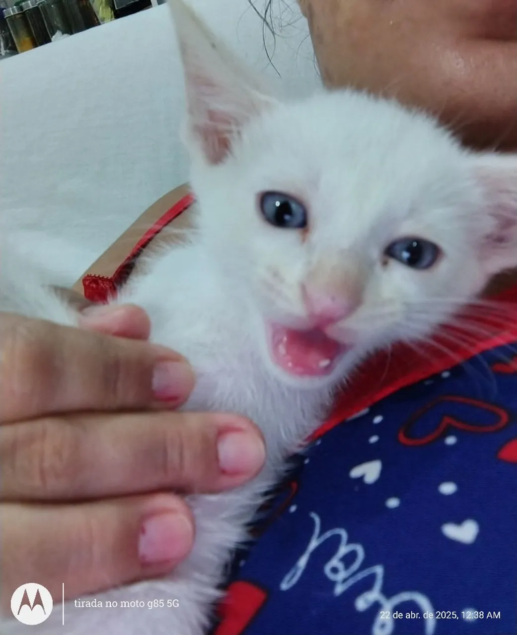 Filhote de gato ciames branco para adoção