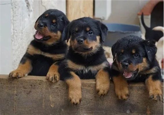 Rottweiler filhotes a pronta entrega  - Foto 3