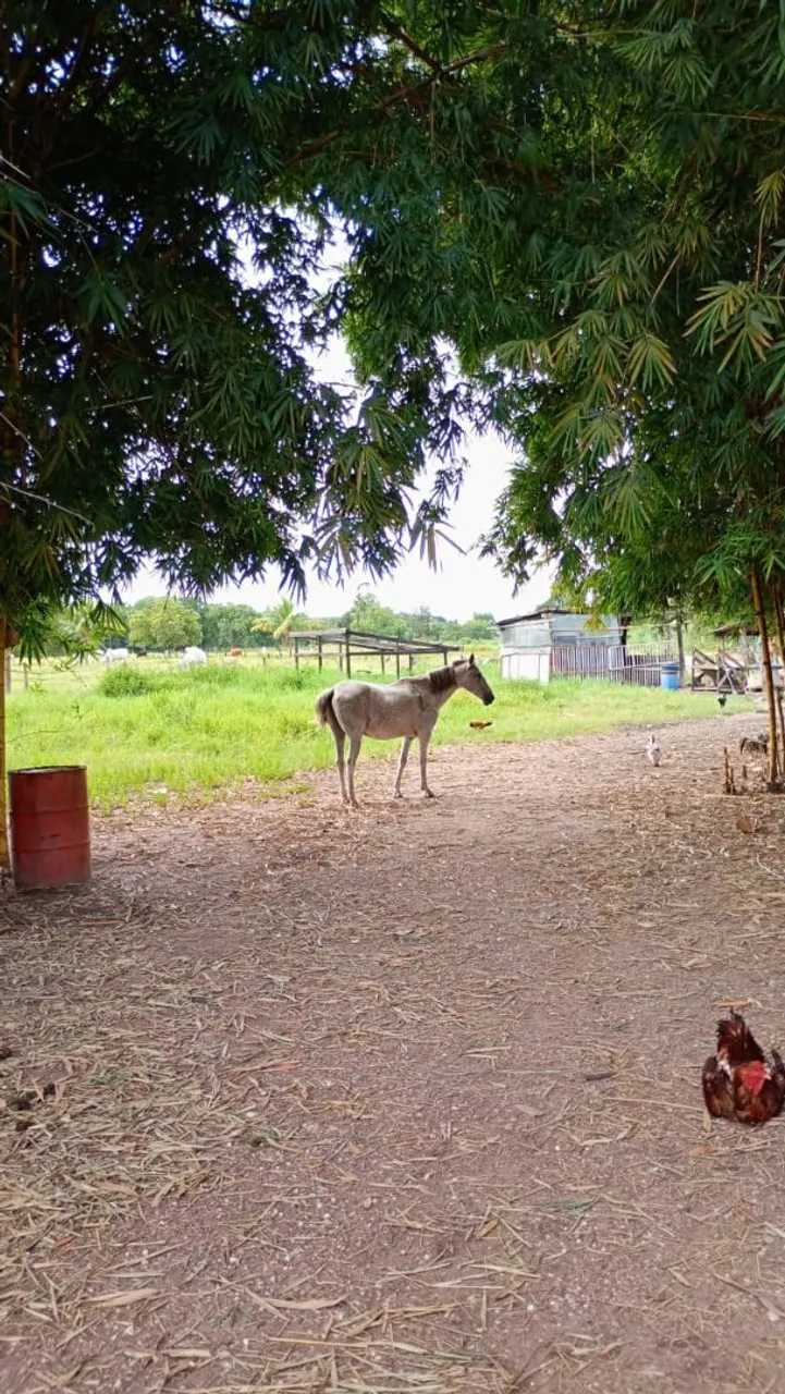 Vendo ou troco em égua com vaca ou bezerro