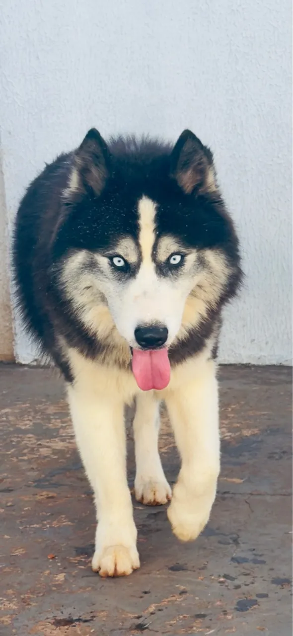 Husky Siberiano wolly - Filhote disponível