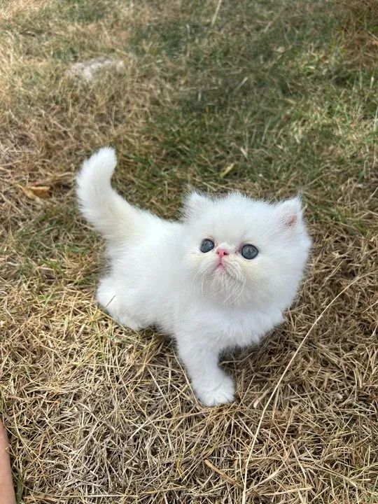 Gatos Persa, vacinados e vermifugados - Foto 3