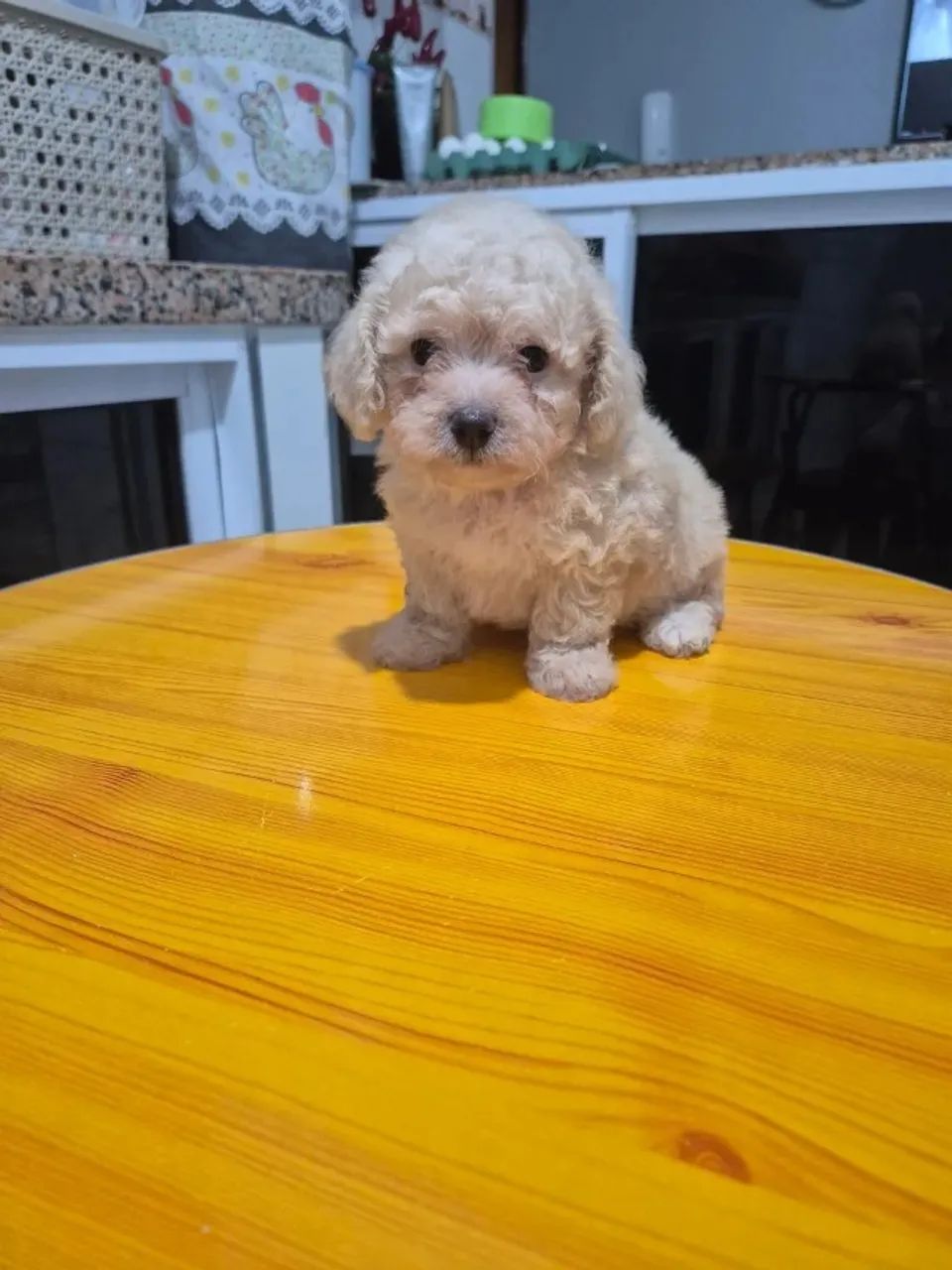 Filhote de Poodle número 1 - Foto 2
