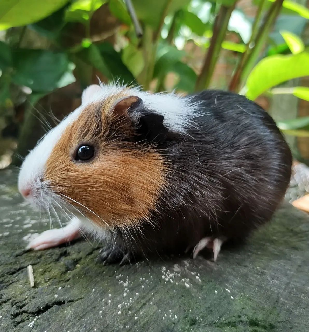 Porquinho da Índia Fêmea - 3 meses