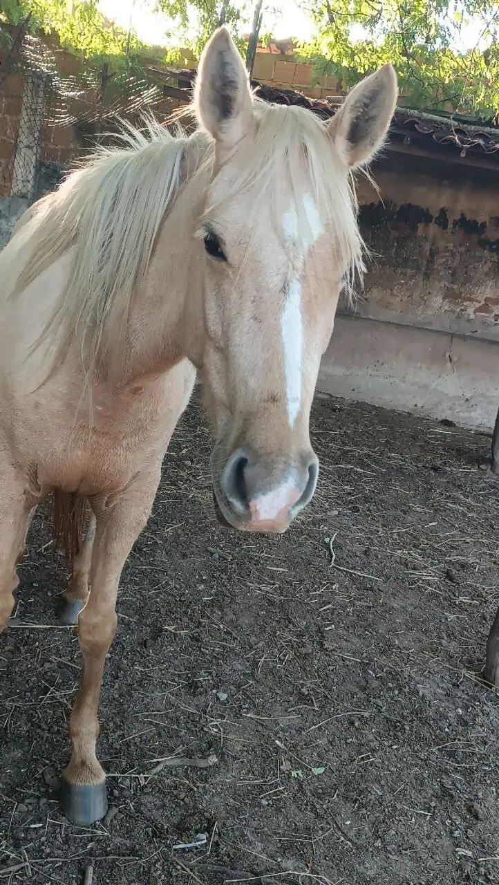 Égua palomina  - Foto 3