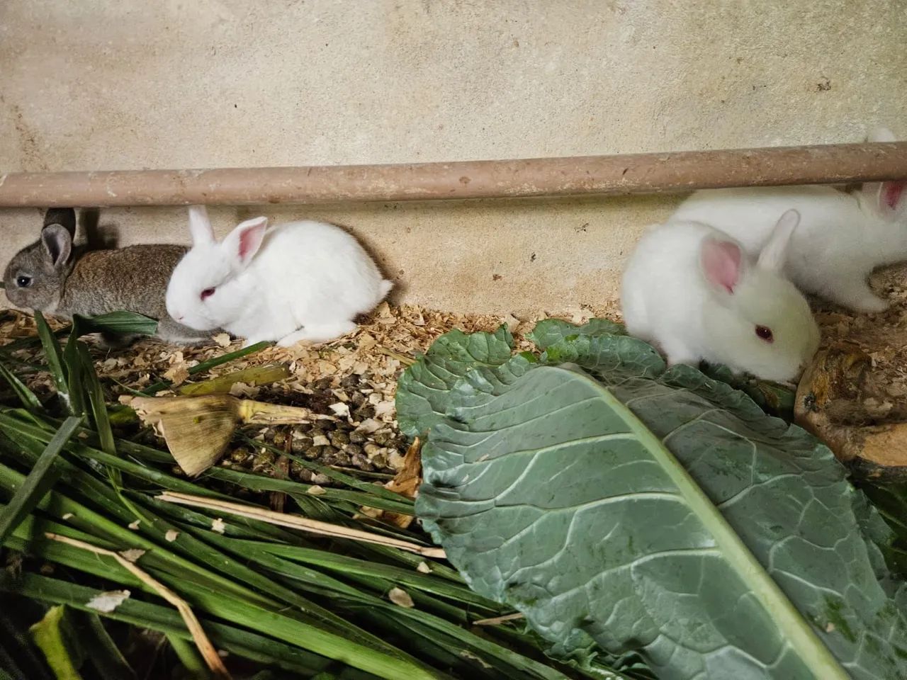 Lindos filhotes coelho seu pet aki  - Foto 3