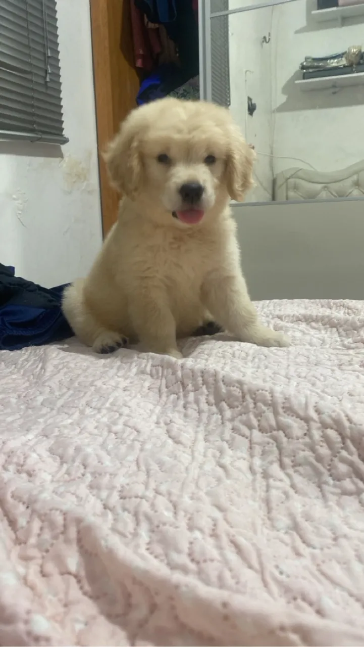Filhote de Golden Retriever