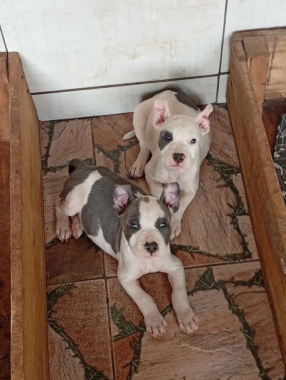 Casal de American Bully micro disponíveis leia