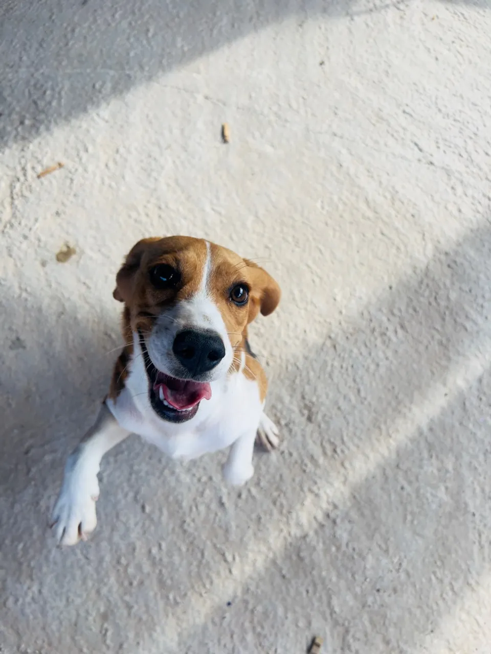 Beagle Fêmea | 7 Meses