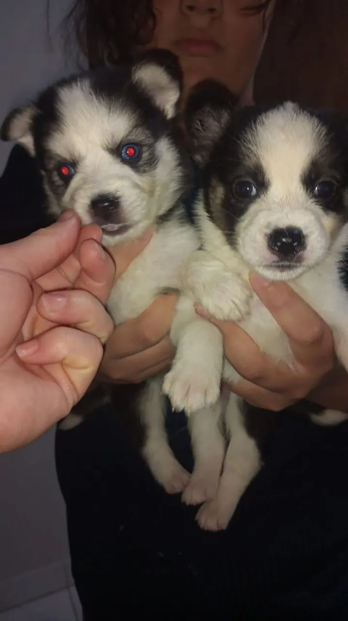 Filhotes de Husky Siberiano