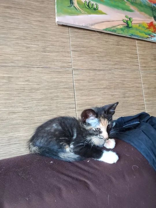 Gatinho fofo para adoção - Foto 5