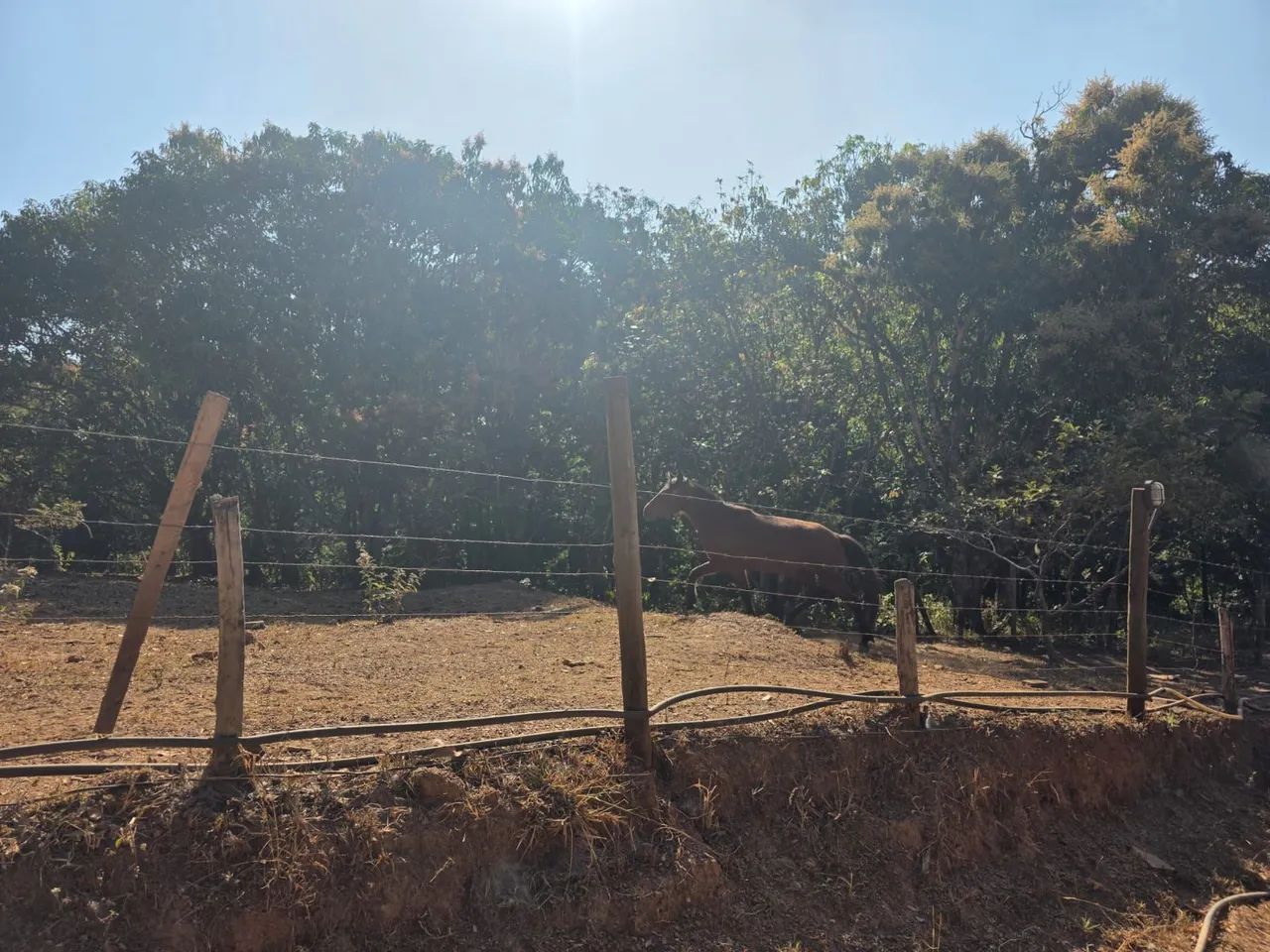 Vendo uma égua e uma poltra mangalarga meio sangue com sela. - Foto 3