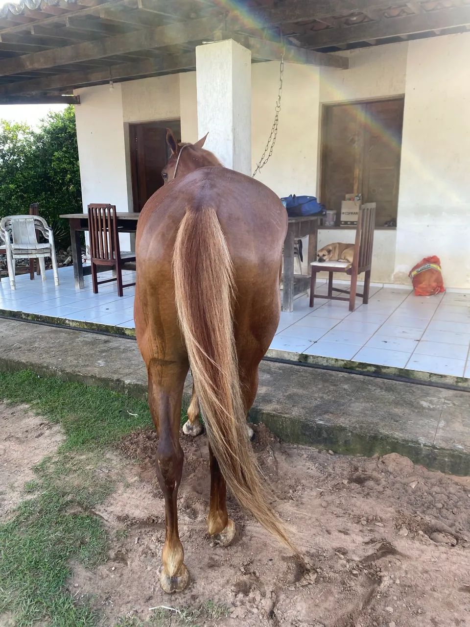 cavalo de esteira  - Foto 3