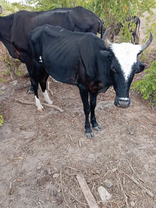 Novilhas, vacas e boi - Foto 4