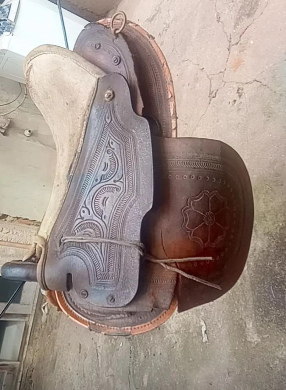 Sela australiana