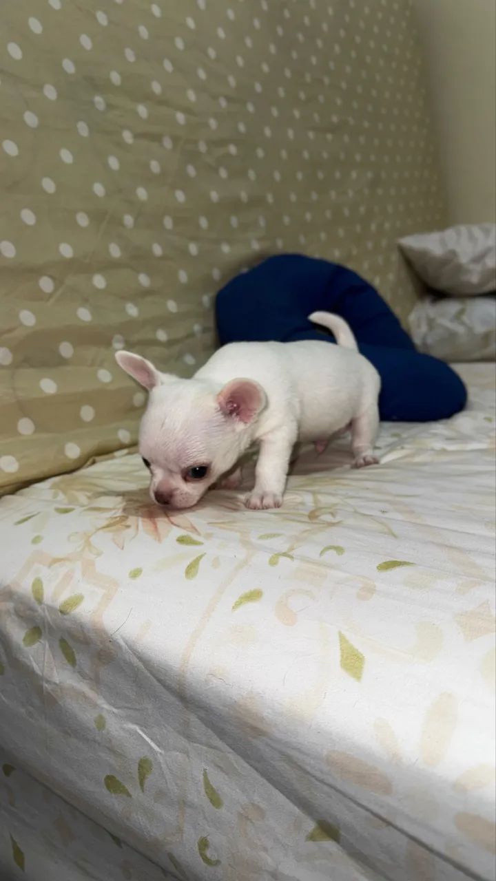 Filhotes Chihuahua com Pedigree - 1 Fêmea e 3 Machos Disponíveis - Foto 5