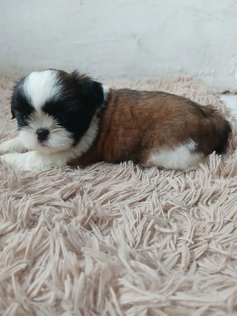 Filhote Shih Tzu Macho - Pelagem Tricolor - Foto 4