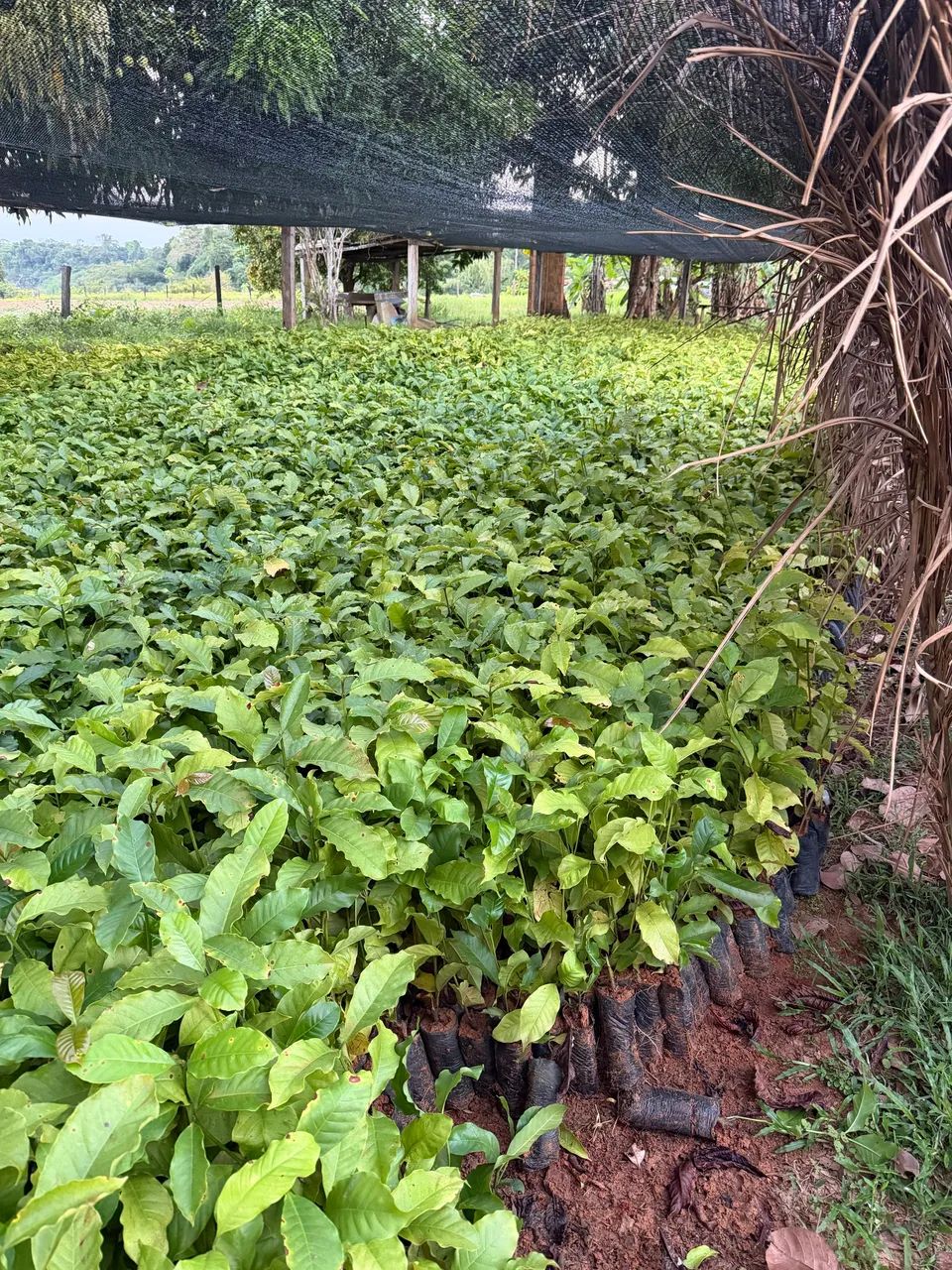 MUDAS DE CAFÉ CLONAL