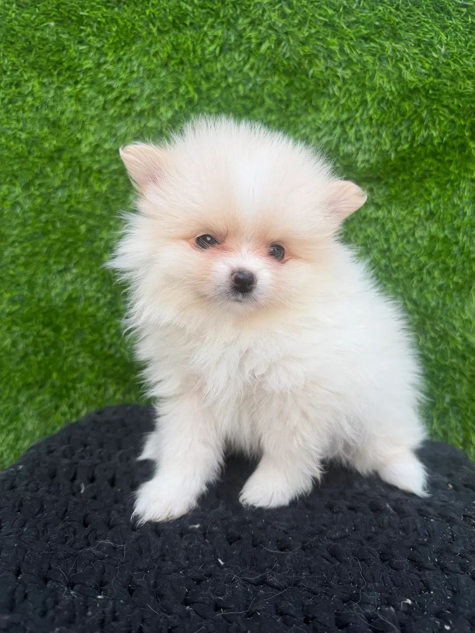 Spitz alemão anão  - Foto 2