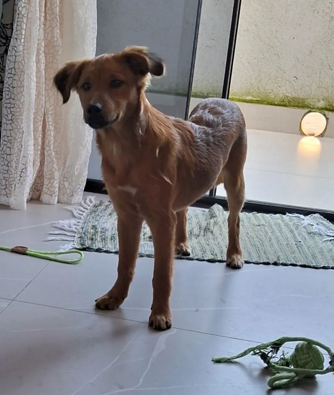 Cachorro  - Foto 2
