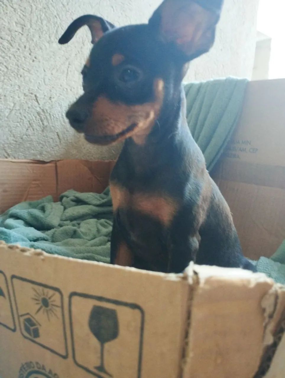 Pinscher pequenino. - Foto 4
