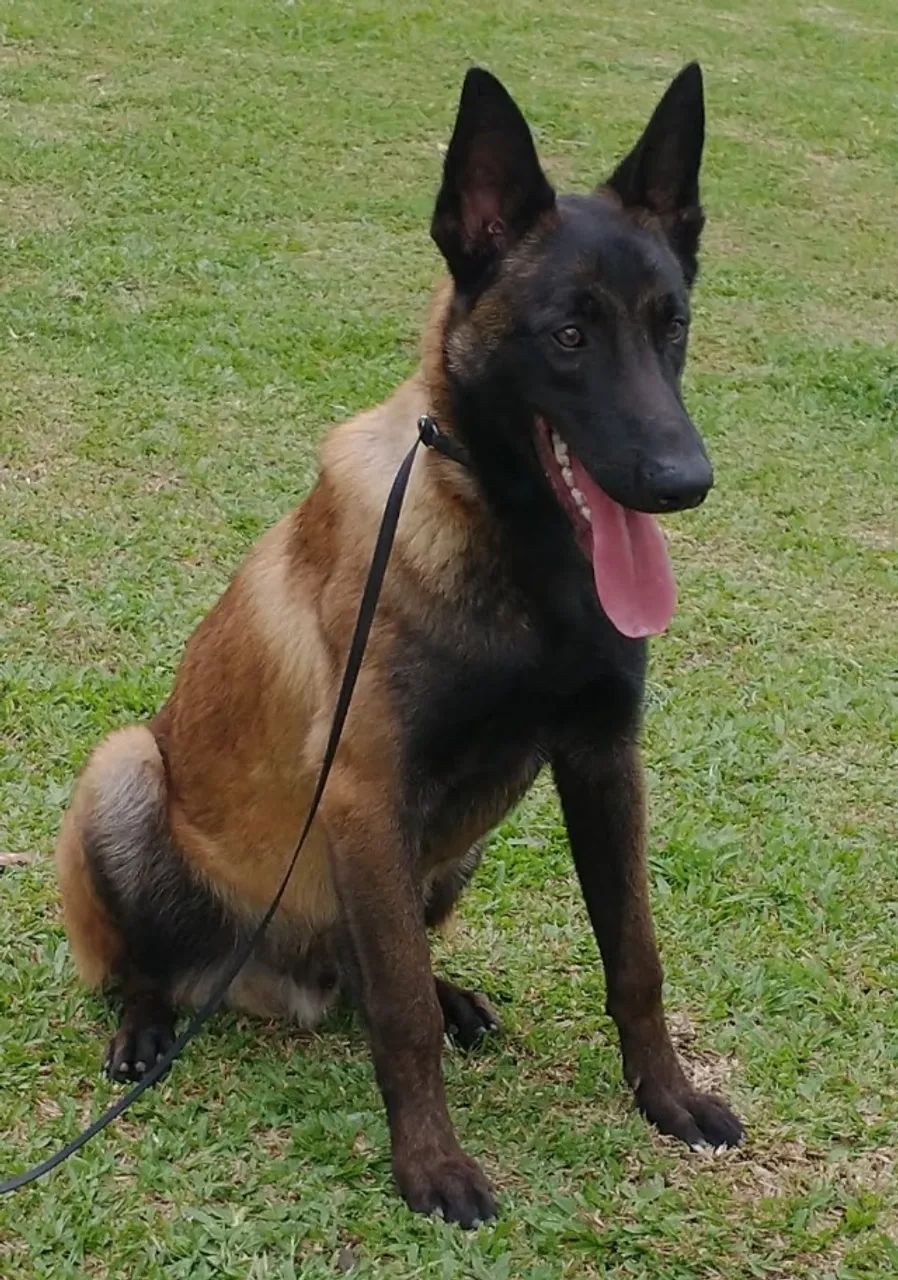 Filhotes de pastor belga malinois 