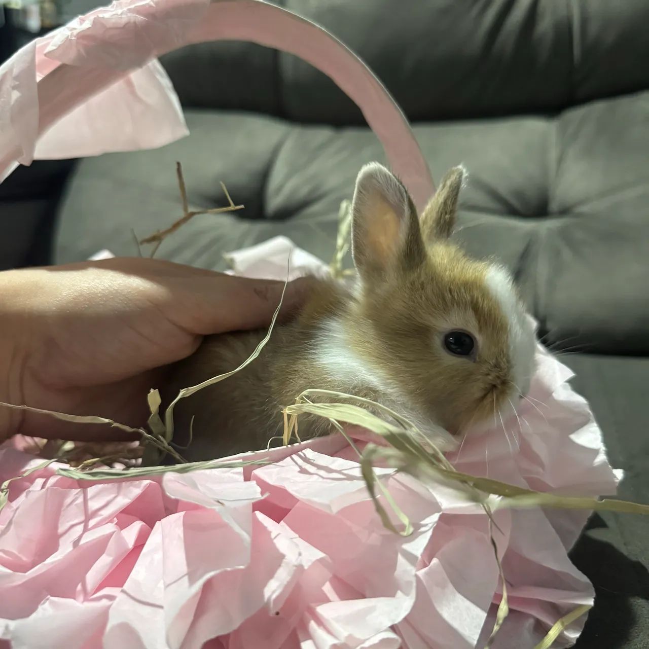 Mini coelho  - Foto 2