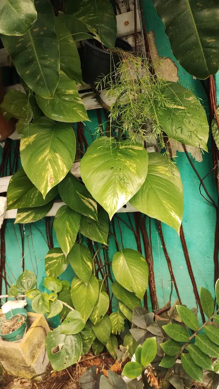 plantas lindas de todos os gostos e preços  - Foto 5