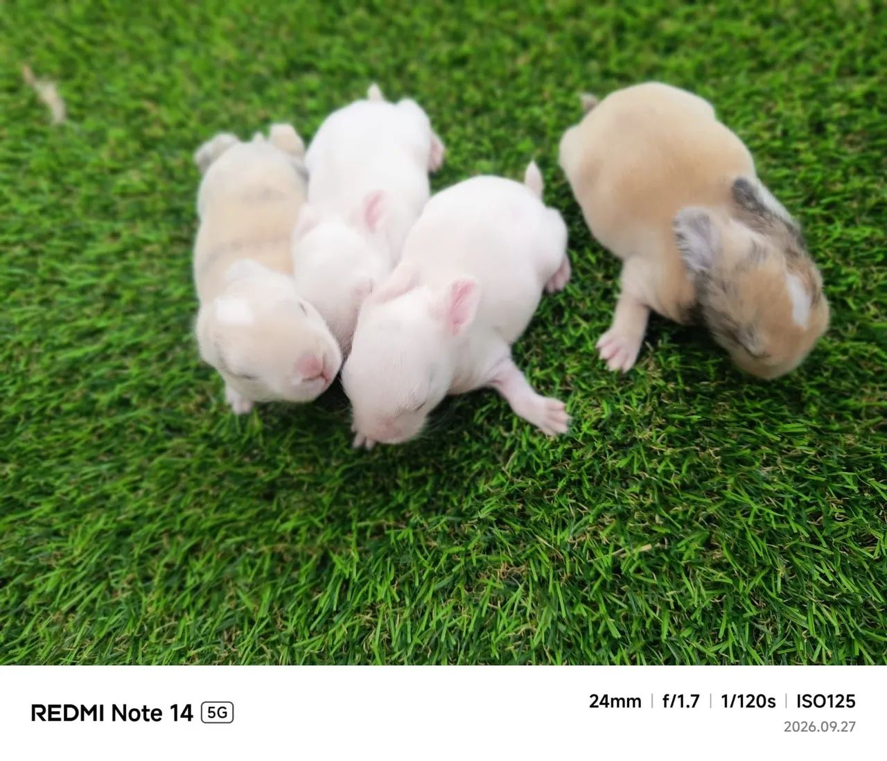Mini lope  - Foto 2