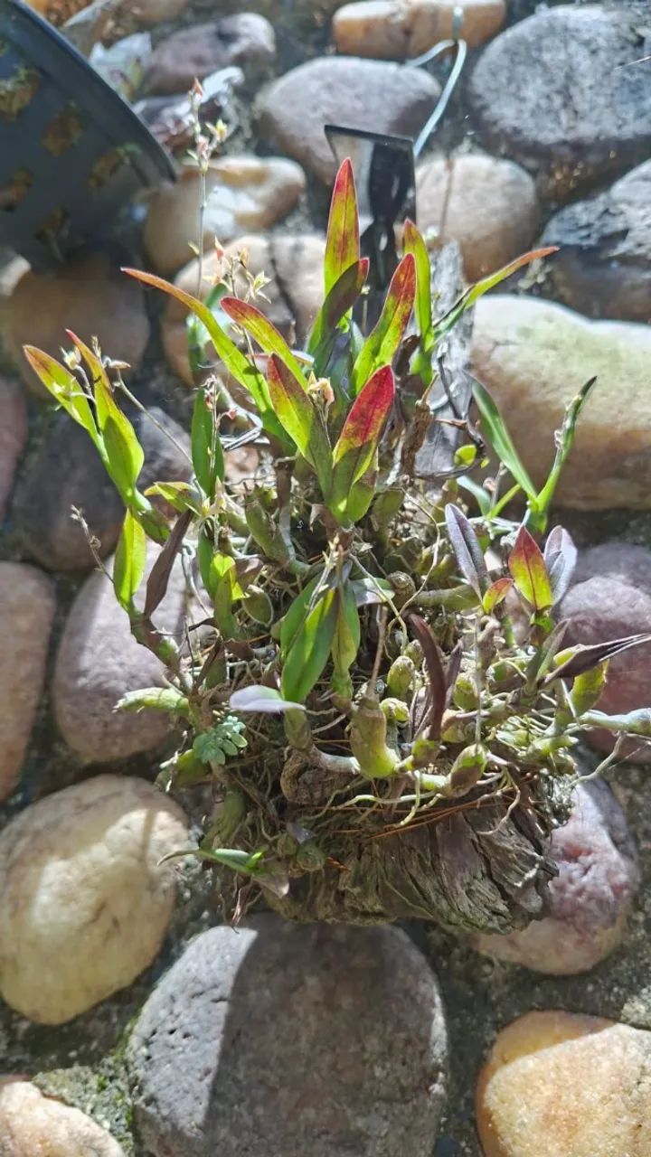 orquídeas de coleção - Foto 3