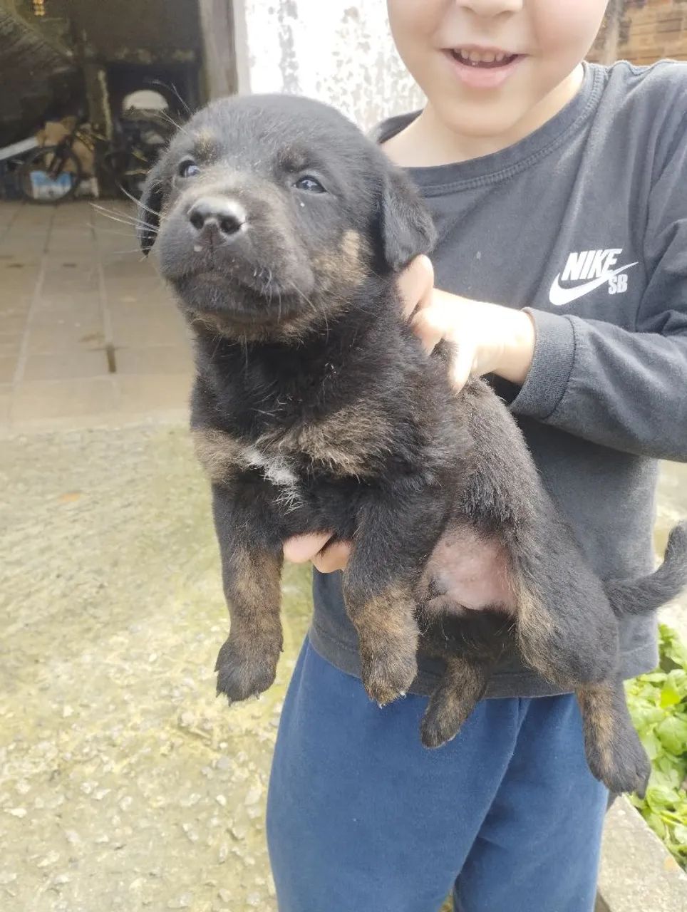 Doação de cachorro - Foto 5