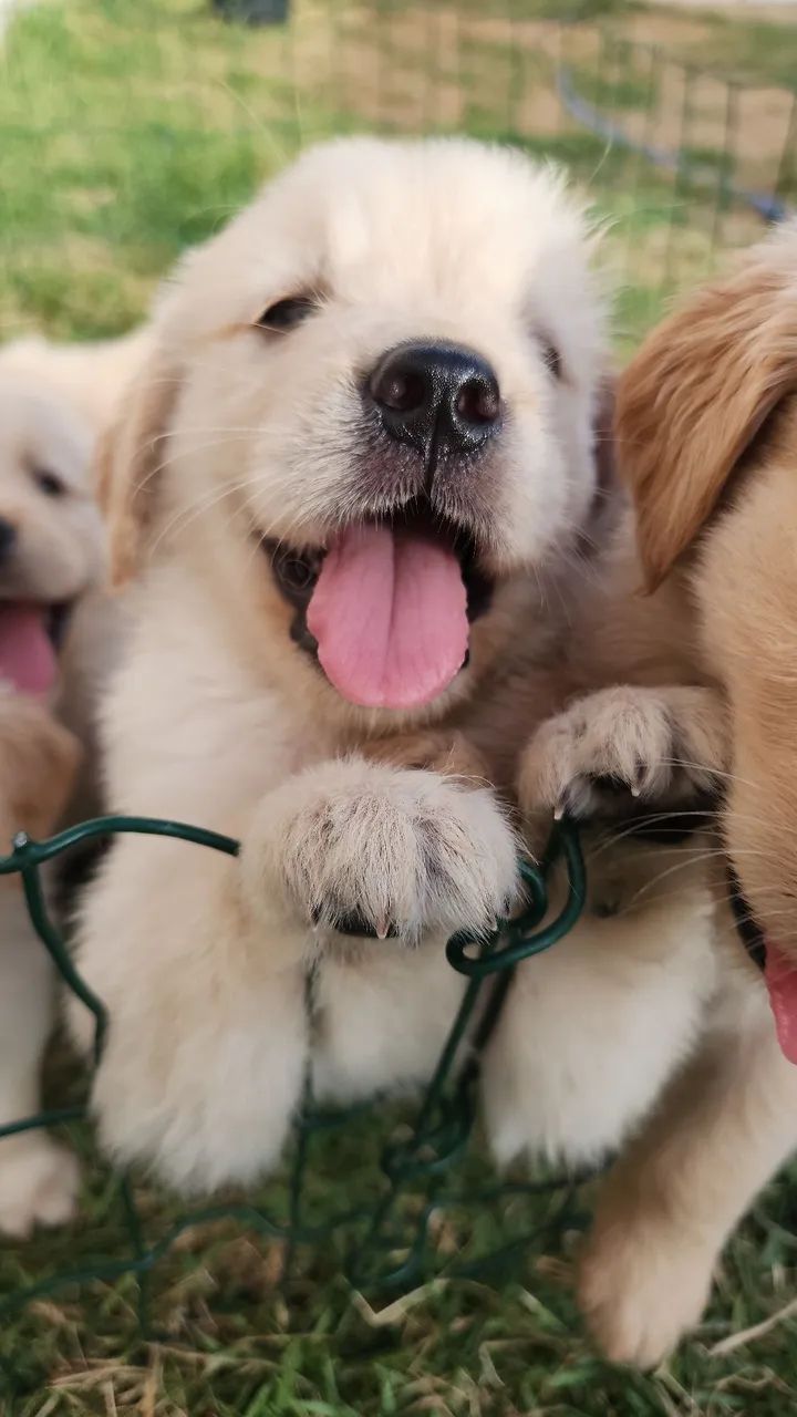 Golden Retriever  - Foto 4