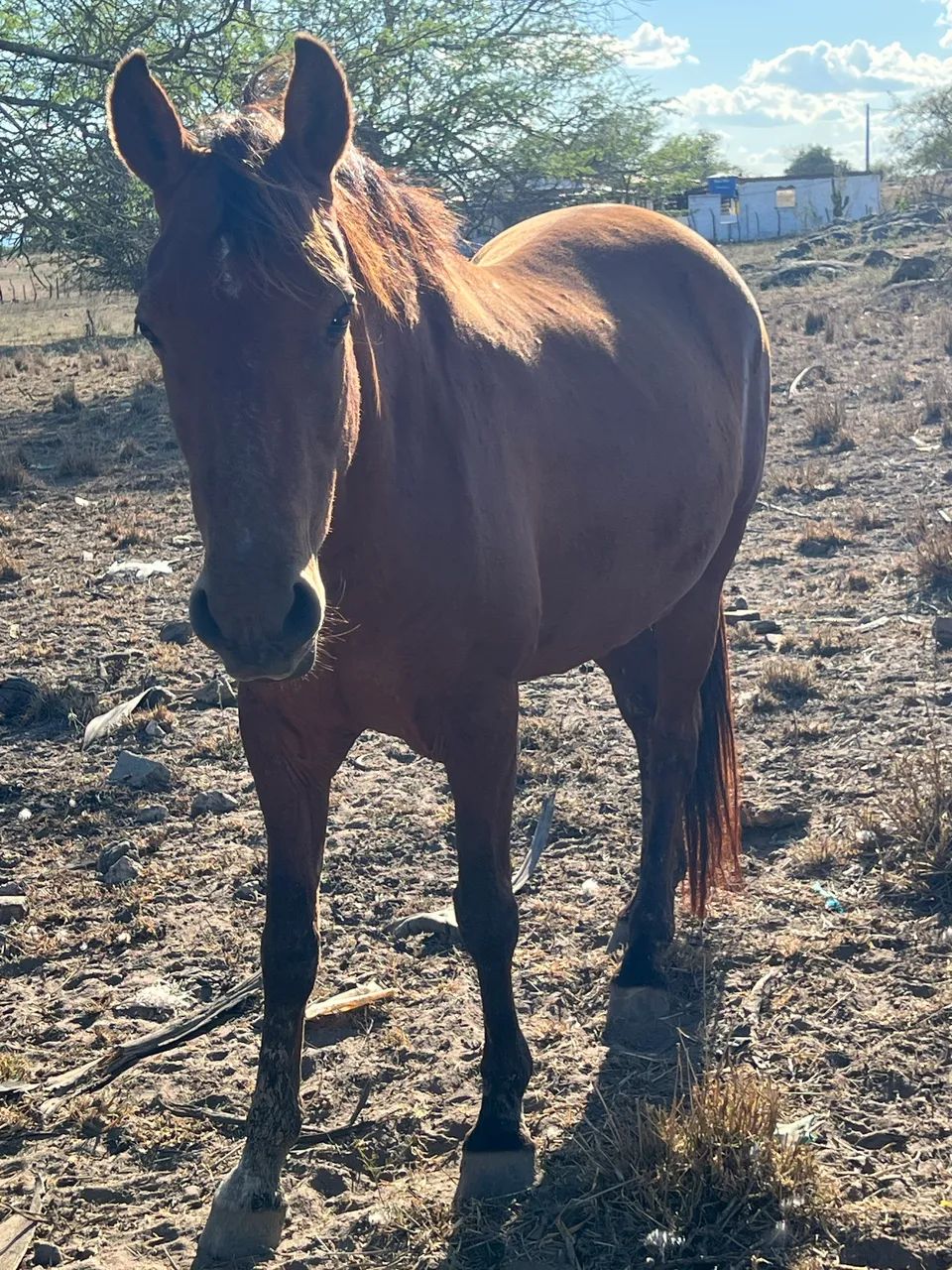 Égua mestiça de quarto de milha pra campo - Foto 3