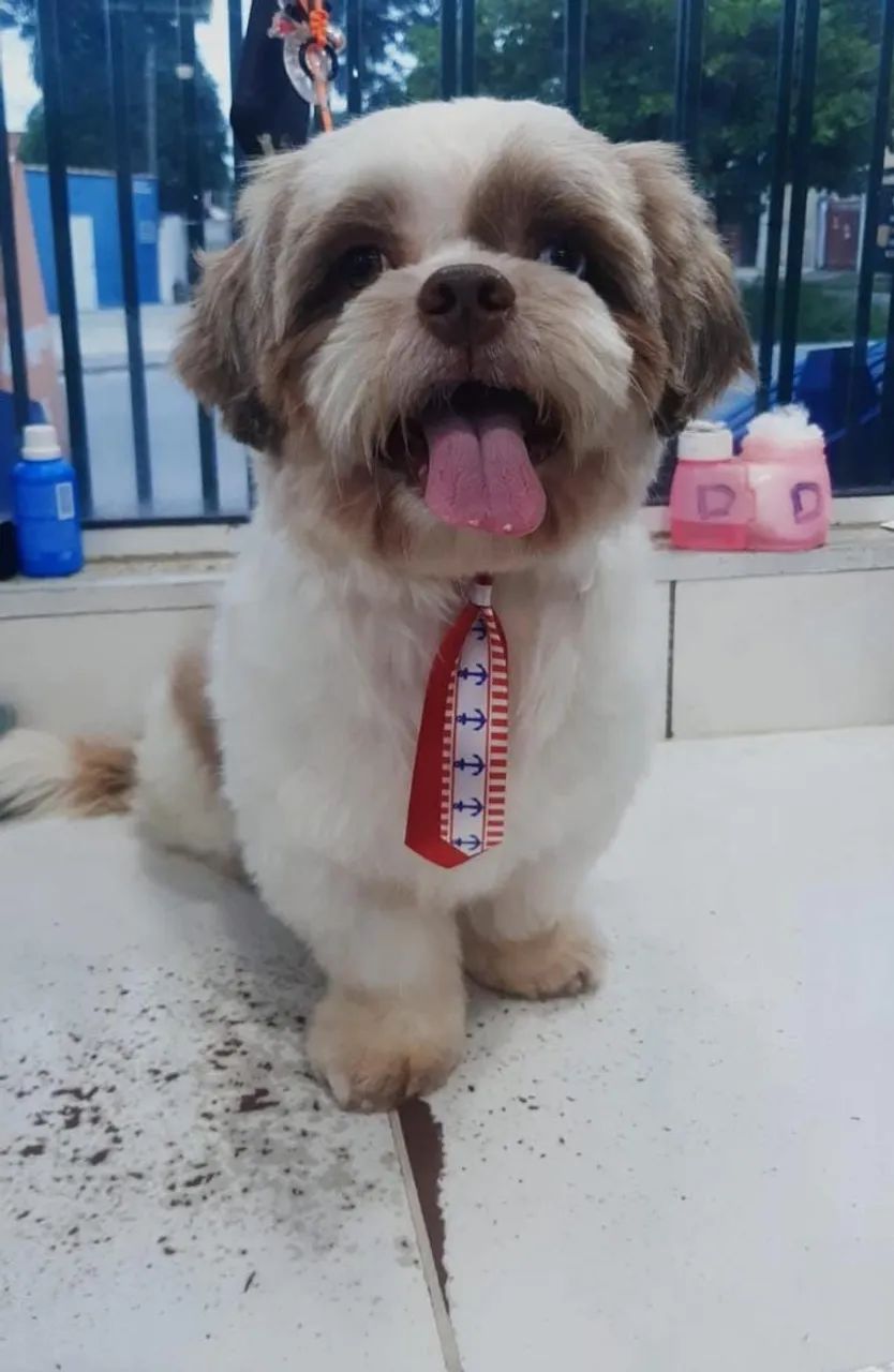 Lindo macho Shitzu padreador