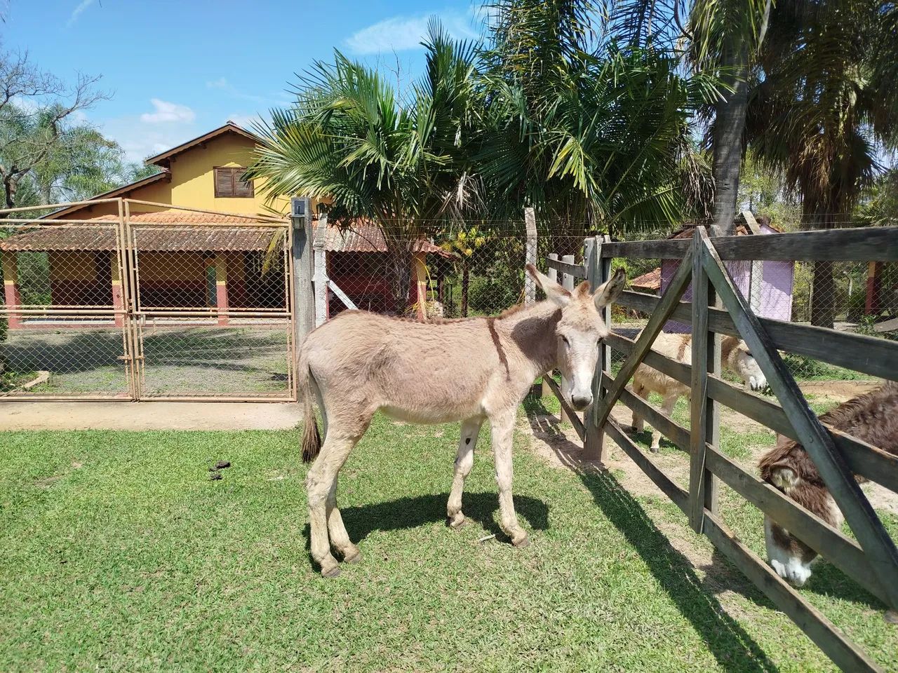 Jumento pega - Foto 2
