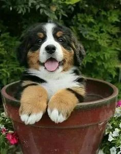 Bernese Mountain 