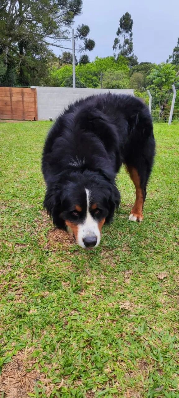 Bernese macho adulto - Foto 5