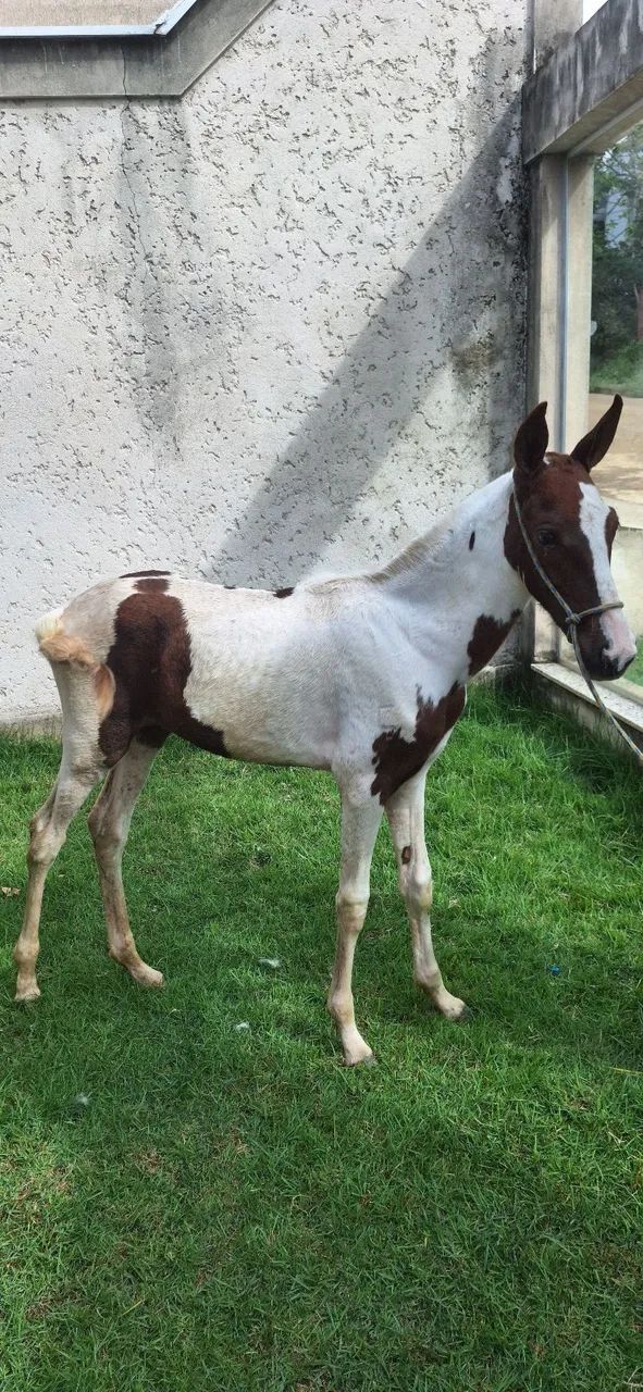 Égua Potra Pampa 4 meses - Foto 3
